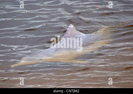 Chinese White Dolphin, Indo-Pacific Humpback Dolphin (Sousa chinensis), dolphin feeding, Australia, Queensland, Tin Can Bay Stock Photo