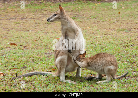 agile wallaby, sandy wallaby (Macropus agilis, Wallabia agilis), female with suckling pup, Australia, Queensland, Cape Hillsborough Stock Photo