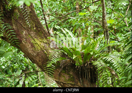 rainforest in Northern Australia, Australia, Queensland, Daintree River Stock Photo