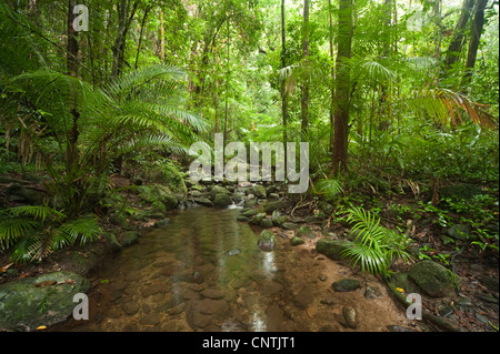 rainforest in Northern Australia, Australia, Queensland, Daintree River Stock Photo