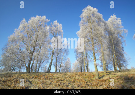 birch (Betula spec.), group of trees on a hill covered with hoar frost in front of clear blue, United Kingdom, Scotland Stock Photo