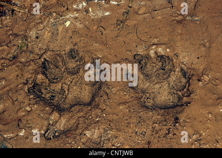 raccoon dog (Nyctereutes procyonoides), tracks in the mud, Germany Stock Photo