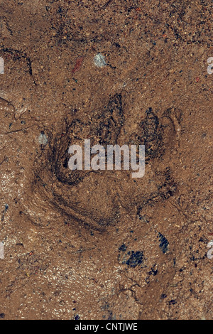 raccoon dog (Nyctereutes procyonoides), tracks in the mud, Germany Stock Photo