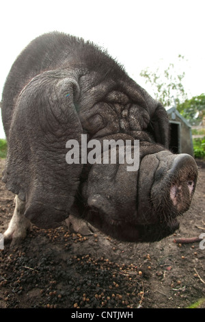 domestic pig (Sus scrofa f. domestica), Chinese Meishan pig Stock Photo