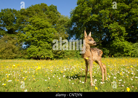 roe deer (Capreolus capreolus), fawn on a flower meadow, Germany Stock Photo