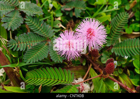 sensitive plant, Touch-me-not (Mimosa pudica), flowering Touch-me-not, Australia, Queensland Stock Photo