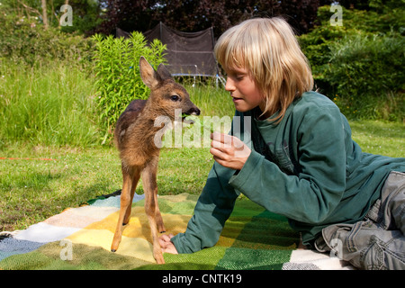 roe deer (Capreolus capreolus), boy lying in the garden feeding a fawn, Germany Stock Photo