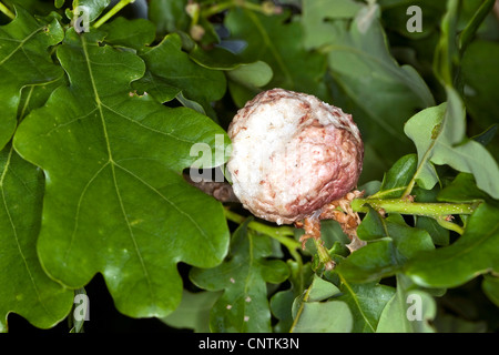 oak-apple gall wasp ( oak apple) (Biorrhiza pallida, Biorhiza pallida), gall at an oak Stock Photo