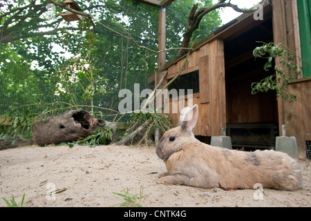 dwarf rabbit (Oryctolagus cuniculus f. domestica), in an open-air enclosure Stock Photo