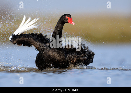 black swan (Cygnus atratus), swimming on a lake flapping wings Stock Photo