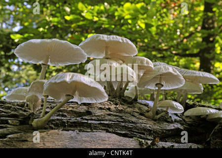 porcelain fungus (Oudemansiella mucida), growing on dead wood, Germany, Brandenburg Stock Photo