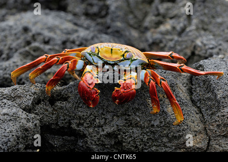 Sally lightfoot crab, mottled shore crab (Grapsus grapsus), on wet rock, Ecuador, Galapagos Islands, Espanola Stock Photo