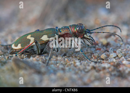 dune tiger beetle (Cicindela hybrida), on coarse sand, Germany, Hesse, Viernheimer Heide Stock Photo