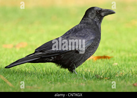 carrion crow (Corvus corone), standing on a meadow, Germany, Baden-Wuerttemberg Stock Photo