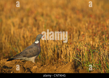 wood pigeon (Columba palumbus), on stubble field, Germany, Rhineland-Palatinate Stock Photo