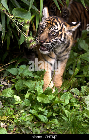 Sumatran tiger (Panthera tigris sumatrae), kitten curiously looking around among green plants