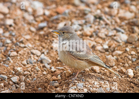 desert lark (Ammomanes deserti), on stony ground, Morocco Stock Photo