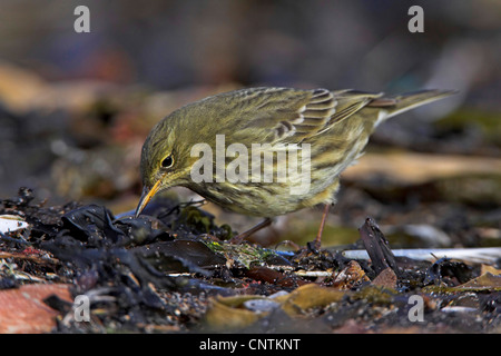 rock pitpit (Anthus petrosus), on the feed on the beach, Germany, Schleswig-Holstein, Heligoland Stock Photo