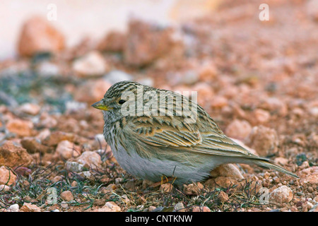 lesser short-toed lark (Calandrella rufescens), sitting on ground, Morocco Stock Photo