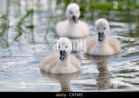 mute swan (Cygnus olor), four chicks swimming at a lake shore, Germany Stock Photo
