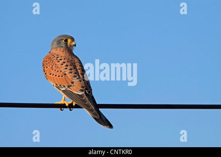 common kestrel (Falco tinnunculus), on electric cable, Morocco Stock Photo