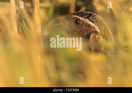 common quail (Coturnix coturnix), hidden behind grasses, Germany, Rhineland-Palatinate Stock Photo
