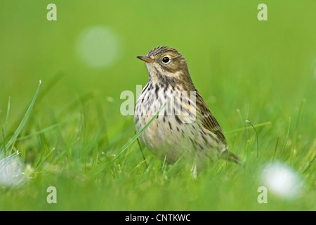 meadow pitpit (Anthus pratensis), standing on a meadow , Germany, Schleswig-Holstein, Heligoland Stock Photo