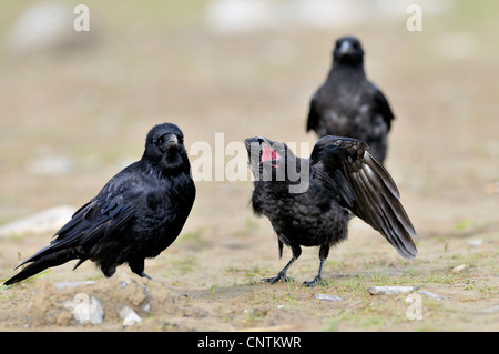 carrion crow (Corvus corone), three birds on a soil ground, juvenile begging for food, Germany Stock Photo