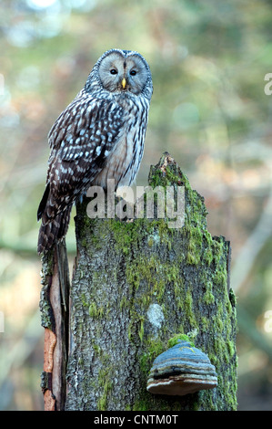 ural owl (Strix uralensis), sitting on a tree trunk, Germany, Bavaria, Bavarian Forest National Park, Altschoenau Stock Photo