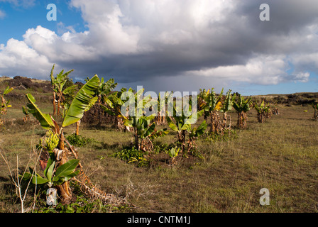 New banana plants Easter Island Stock Photo