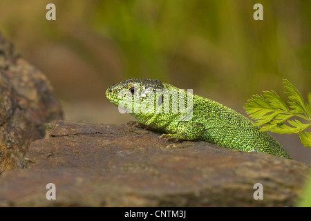 sand lizard (Lacerta agilis), male, Germany, Rhineland-Palatinate Stock Photo