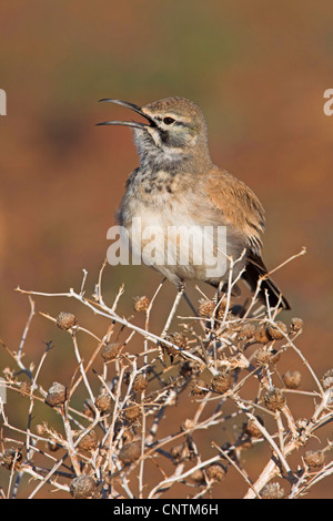 hoopoe lark, bifasciated lark (Alaemon alaudipes), singing, Morocco Stock Photo
