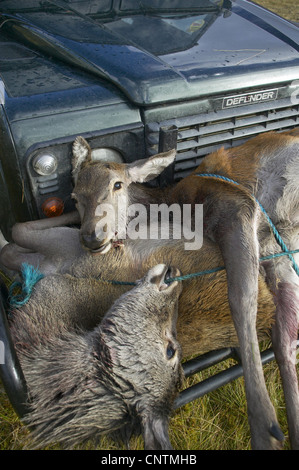 red deer (Cervus elaphus), shot red deers on the front tray of a land rover, United Kingdom, Scotland, Sutherland, Alladale Wilderness Reserve Stock Photo