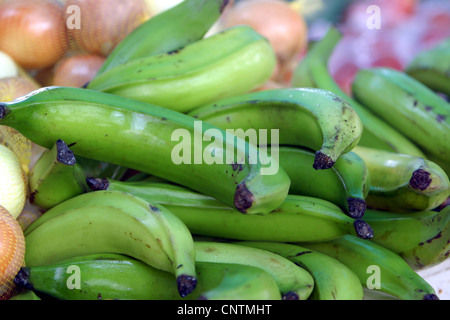 common banana (Musa paradisiaca var. sapientum), green bananas, Netherlands Antilles, Curacao Stock Photo