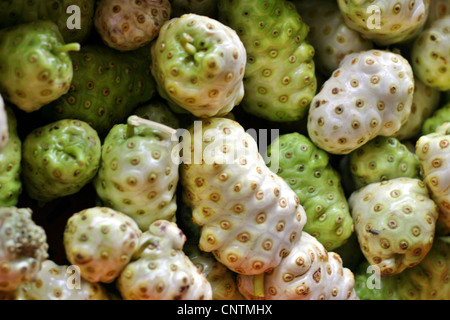 Indian Mulberry, Painkiller (Morinda citrifolia, Morinda bracteata), fruits, Netherlands Antilles, Curacao, Punda, Willemstad Stock Photo