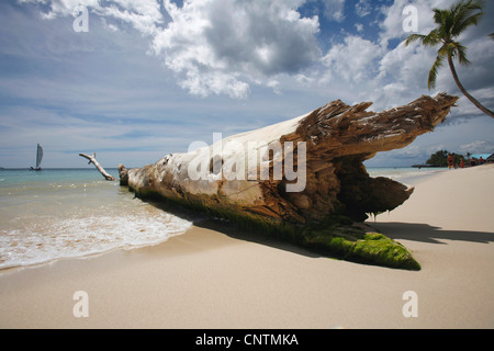 driftwood on a beach, Dominican Republic, La Romana, Bayahibe Stock Photo