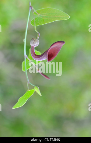 Andalusian Birthwort (Aristolochia baetica), flower, Portugal Stock Photo