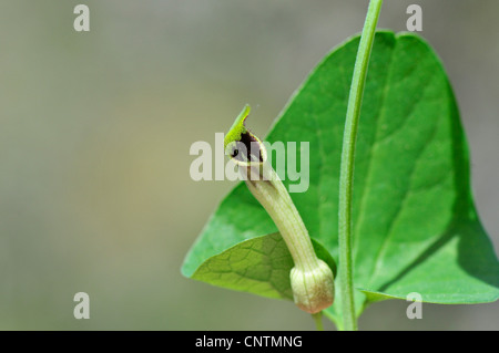 Long Birthwort, Long Aristolochia (Aristolochia longa), flower and leaf, Portugal Stock Photo