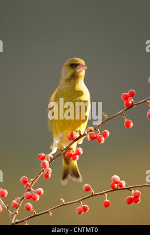 western greenfinch (Carduelis chloris), male on cotoneaster bush in winter, United Kingdom, Scotland Stock Photo
