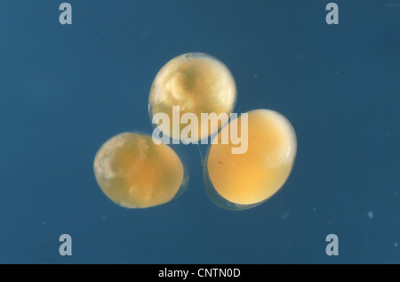 bitterling (Rhodeus amarus, Rhodeus sericeus), eggs blown off from the shell Stock Photo