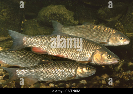 chub (Leuciscus cephalus), school over river gravel Stock Photo