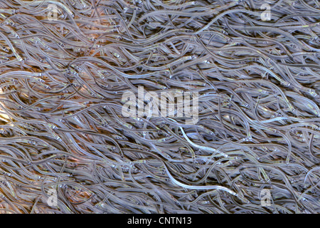Eel European Eel River Eel Anguilla Anguilla Glaas Eel With Water