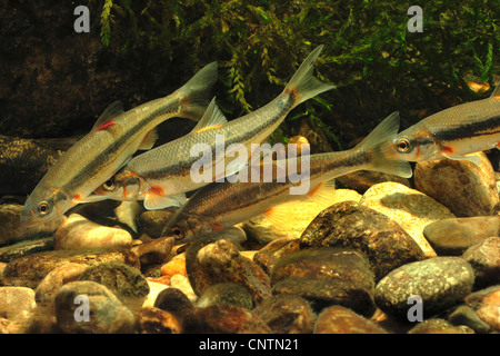 vairone, telestes, souffie (Leuciscus souffia), several individuals in spawning season colours Stock Photo