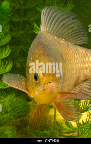 Crucian carp (Carassius carassius), frontal view Stock Photo