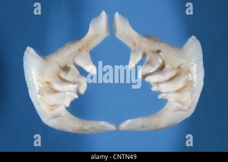 kutum, black sea roach (Rutilus frisii meidingeri), teeth Stock Photo