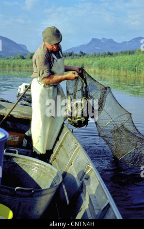 European River Eel Anguilla Anguilla Chiemsee Bavaria Germany