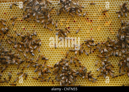 honey bee, hive bee (Apis mellifera mellifera), bees on honeycombs Stock Photo