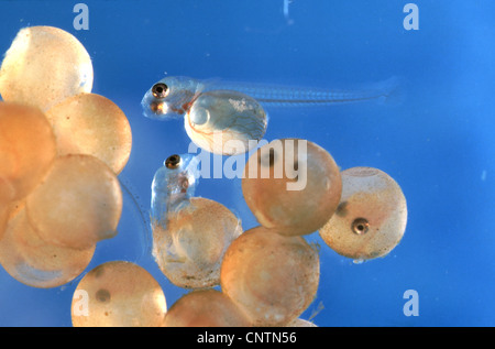 Miller's thumb, bullhead (Cottus gobio), eggs and hatched larvae Stock Photo