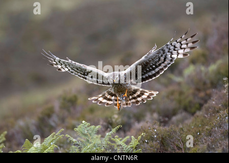 hen harrier (Circus cyaneus), adult female landing with a prey, United Kingdom, Scotland, Sutherland Stock Photo