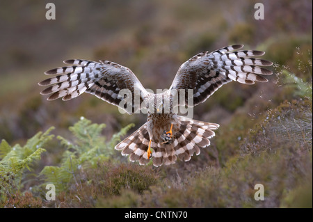 hen harrier (Circus cyaneus), adult female landing with a prey, United Kingdom, Scotland, Sutherland Stock Photo